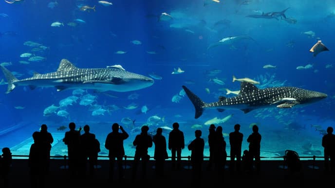 Unforgettable aquarium exploration