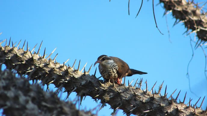 Flora und Fauna des Reniala Reservats