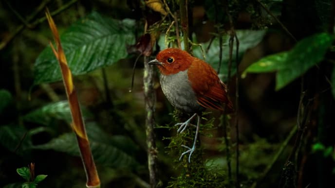 Bird sightings at the Río Blanco Forest Reserve