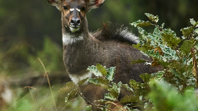 Spectacular Bale Mountain wildlife