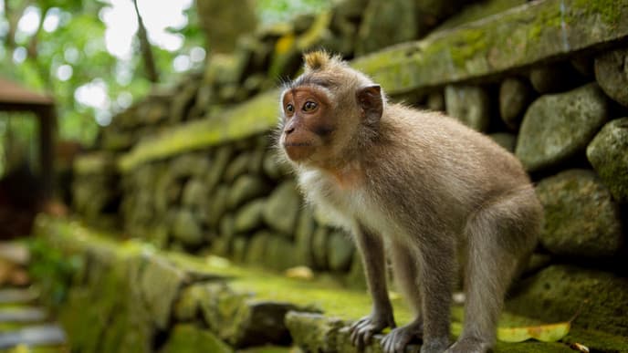 Journey to Bali's cultural heart