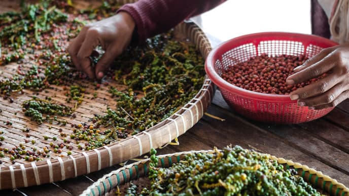 Mangrove planting and a secret lake