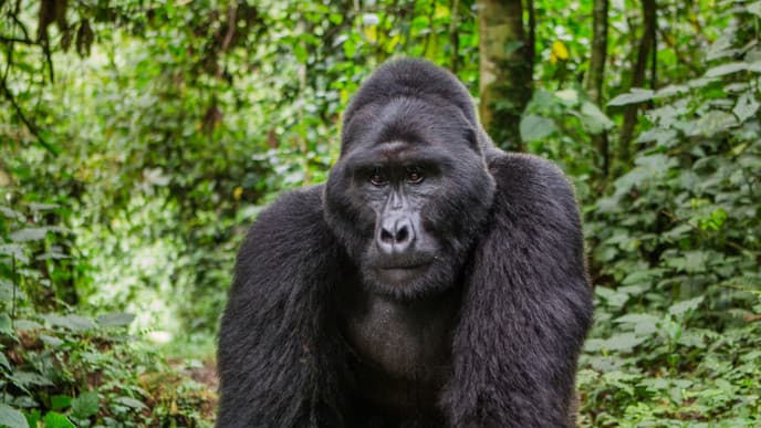 Gorilla-Trekking & Besuch des Batwa-Kulturdorfes