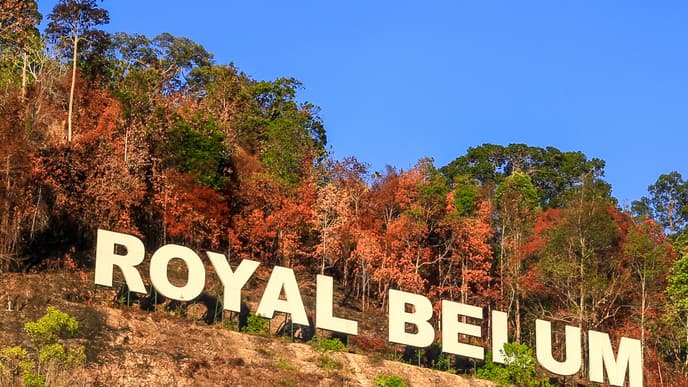 Discover the Magical Belum Rainforest