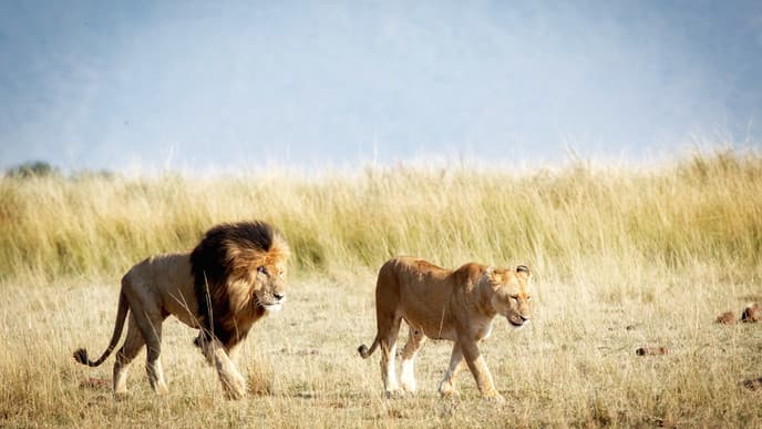 Fly to the Masai Mara