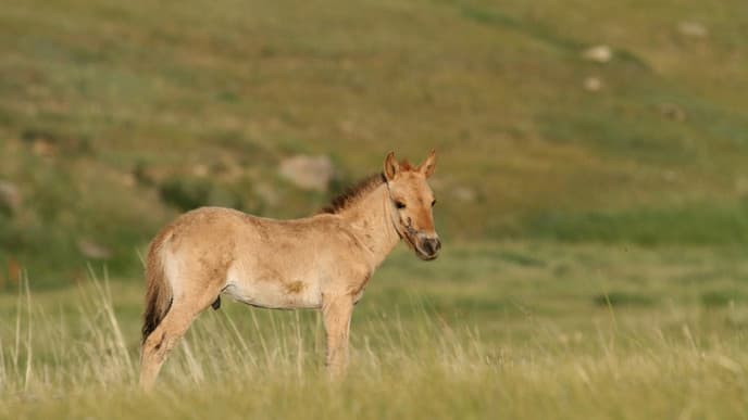 Watch wild horses roam free