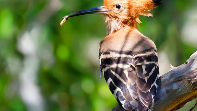 Der kleinste Lemur der Welt