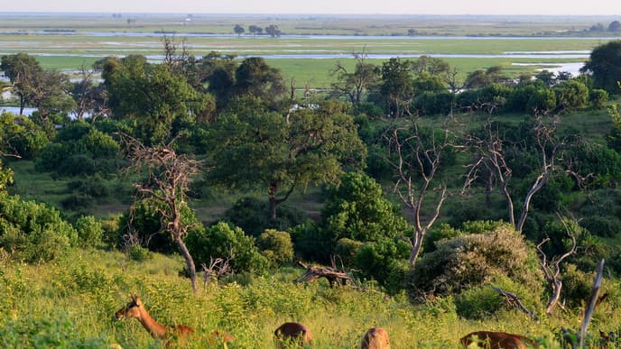 Encounter elephants in Chobe National Park