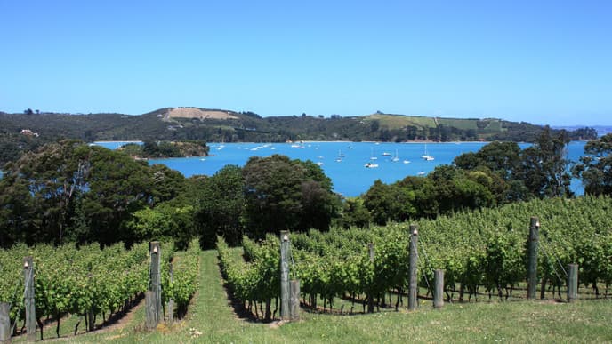 Die Strände und Weingüter von Waiheke