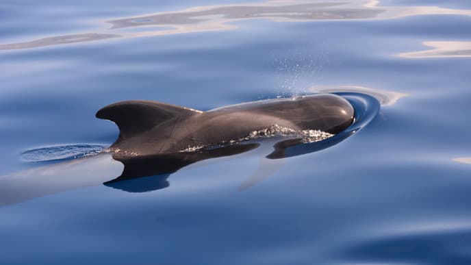 Spot whales & dolphins in the south