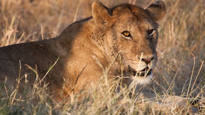 Eintauchen in den Serengeti National Park