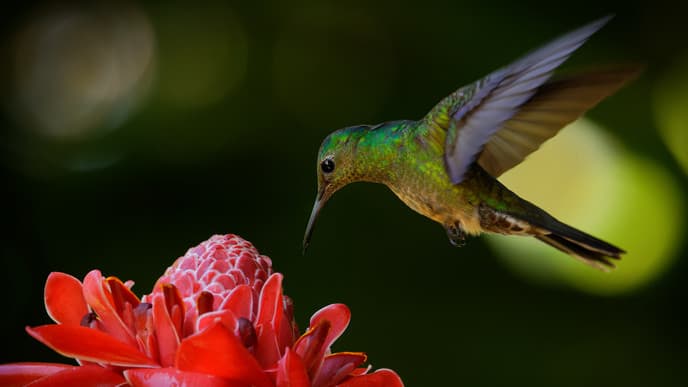 Take your first guided birding tour
