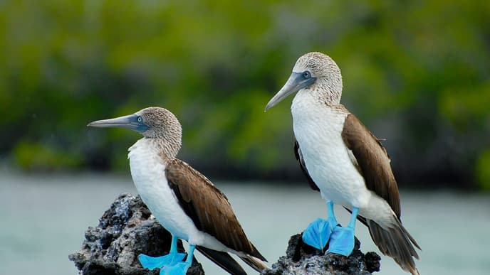 Abschied vom Galapagos-Archipel