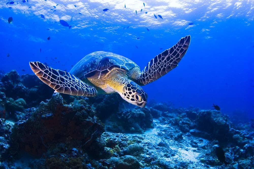 Explore Malaysia & Borneo in a nutshell