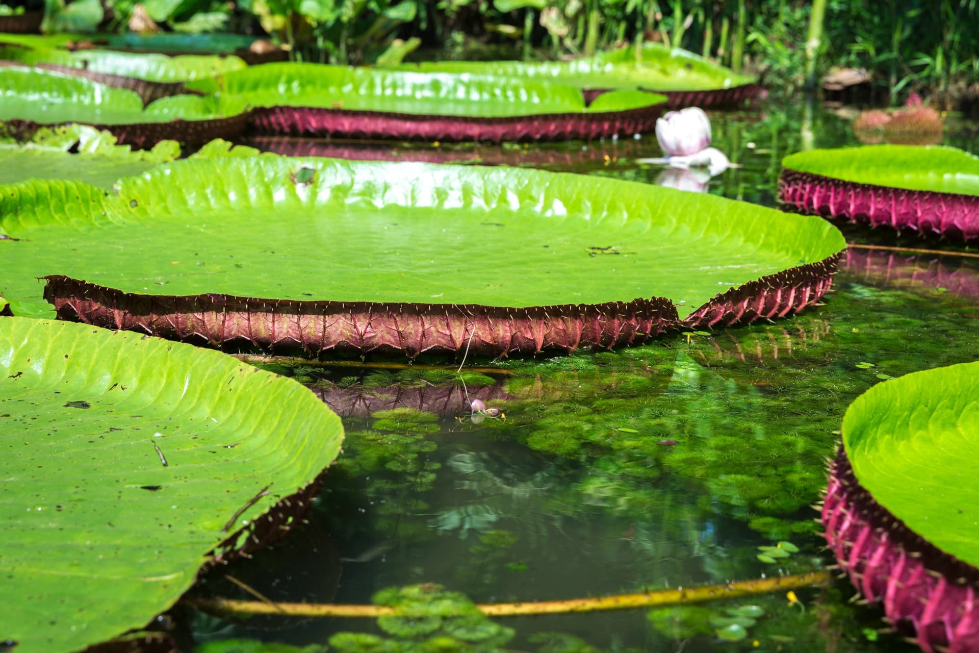 Ilha de Cotijuba - Belém