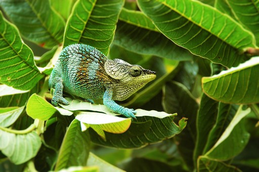 Chameleons in Madagascar