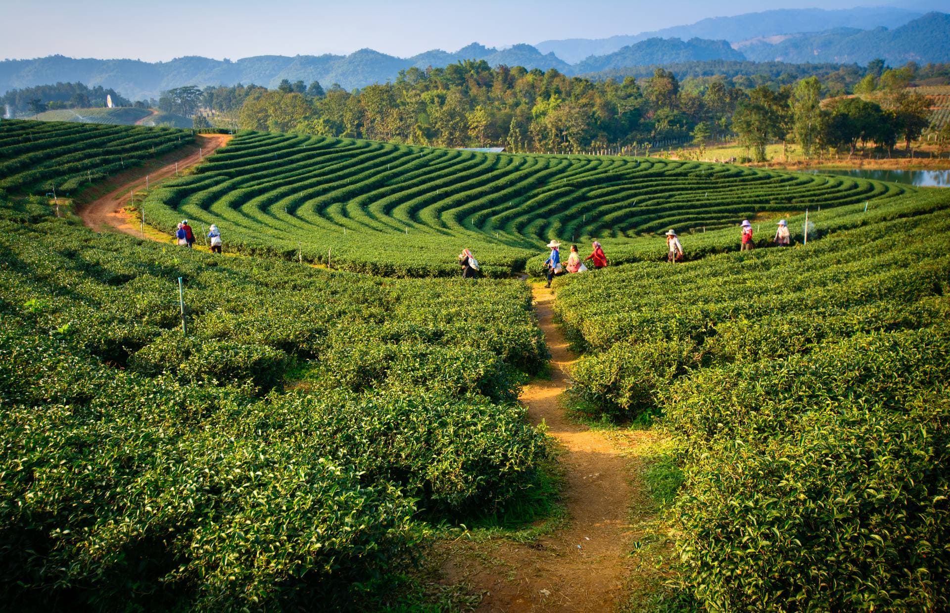 Cameron Highlands