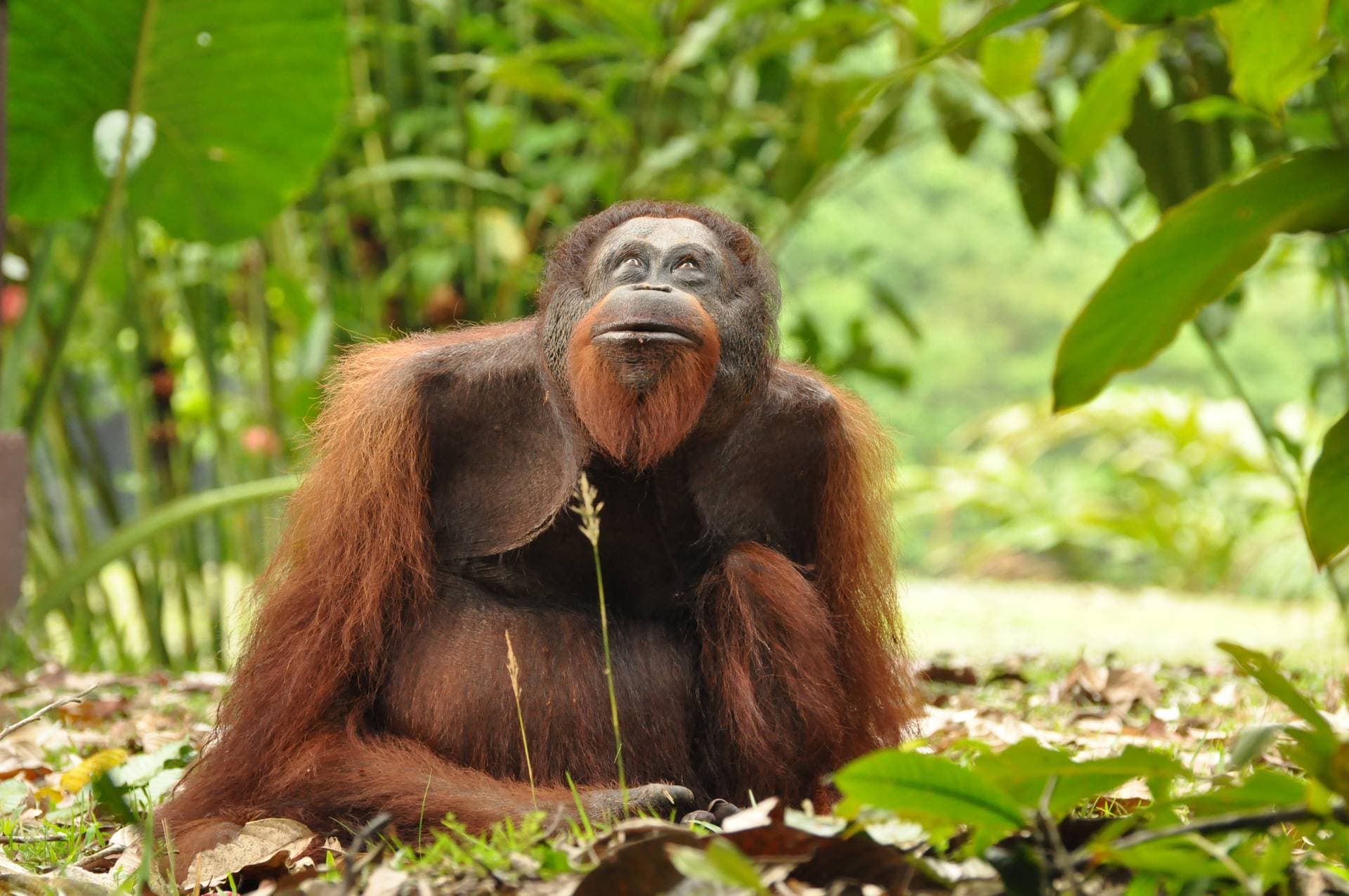 Unforgettable Sabah sojourn on Borneo