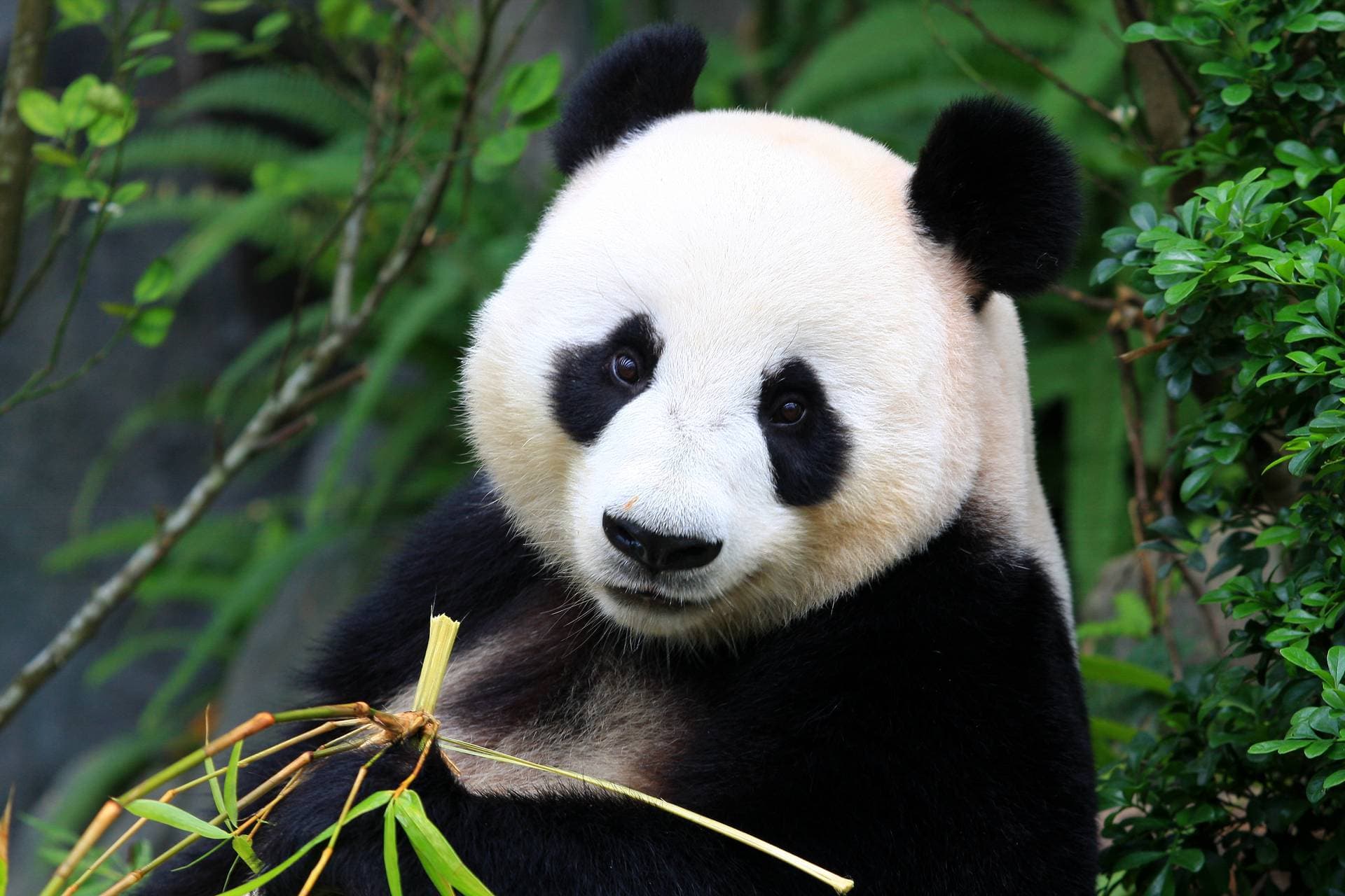 Chengdu - Shanghai