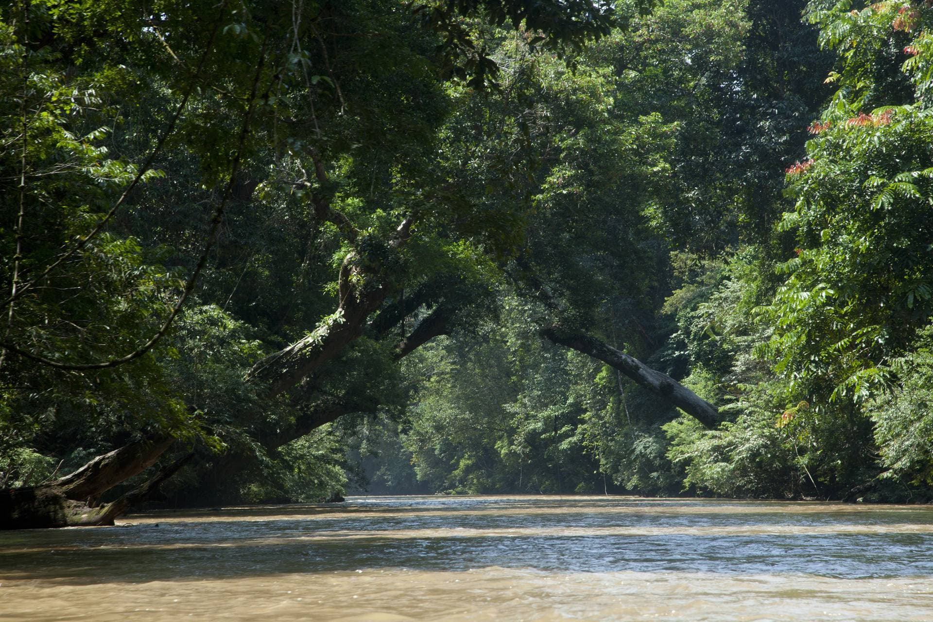 Taman Negara National Park