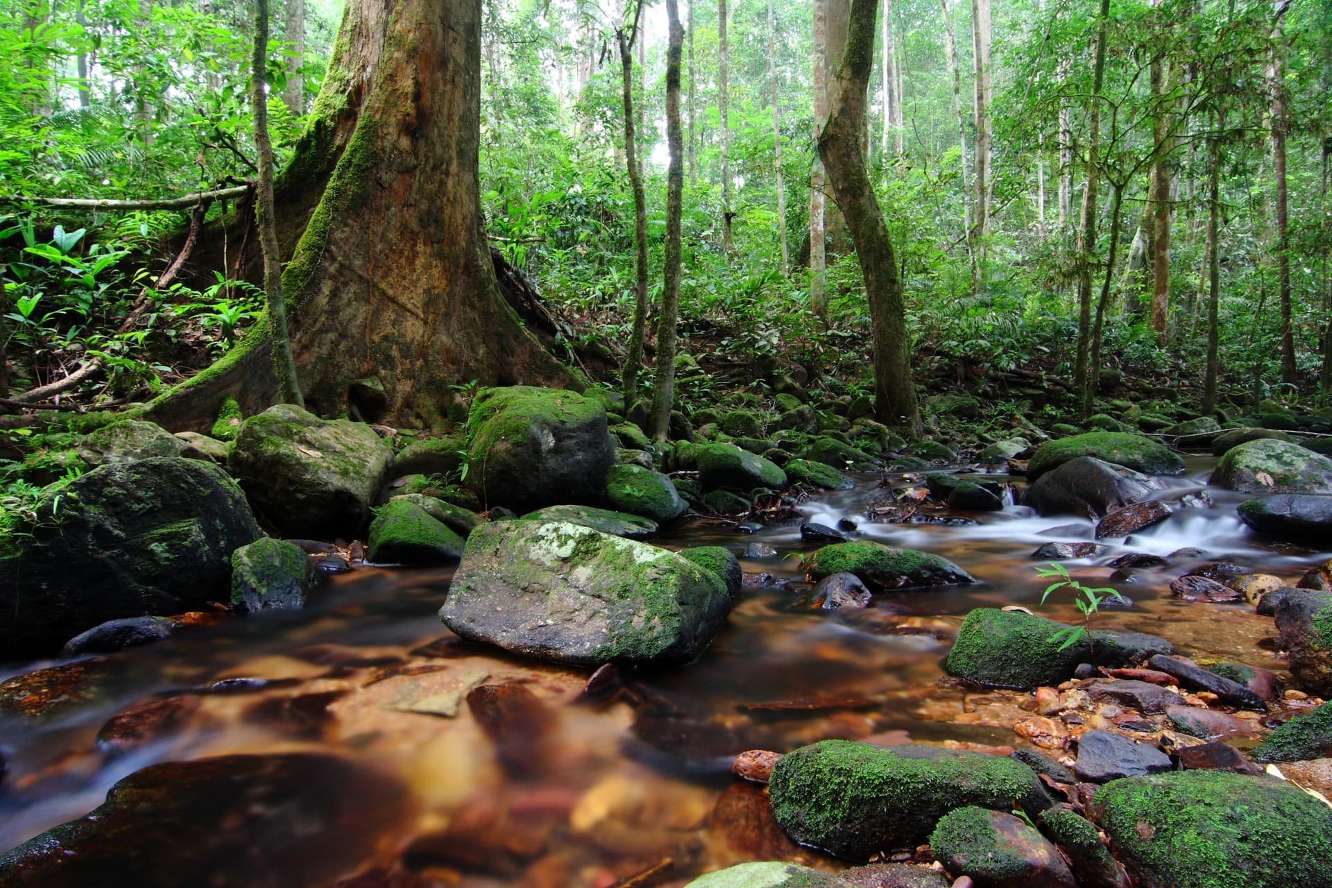 Taman Negara National Park
