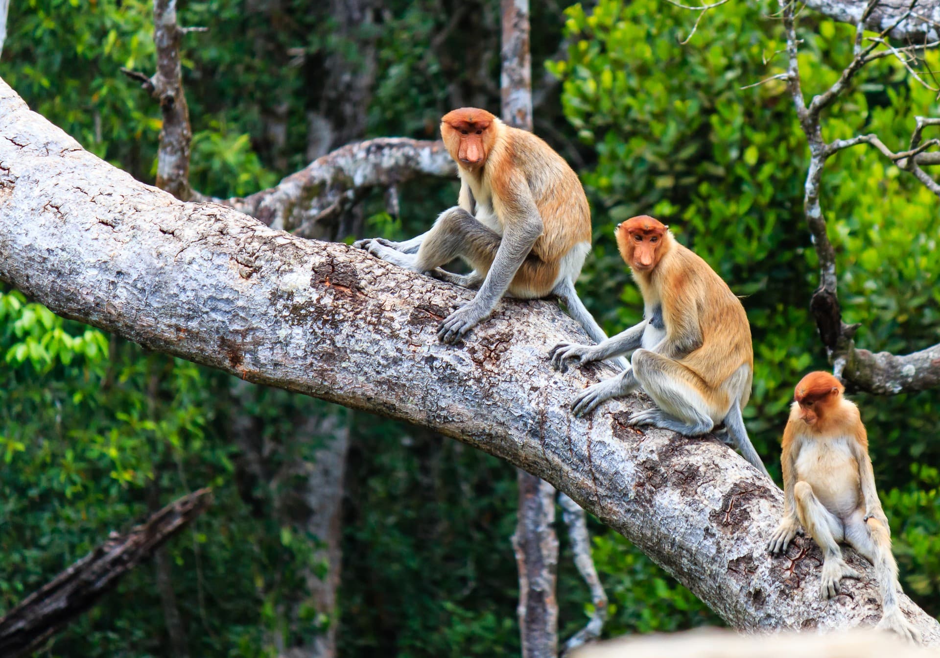 Explore Borneo's history, culture & nature