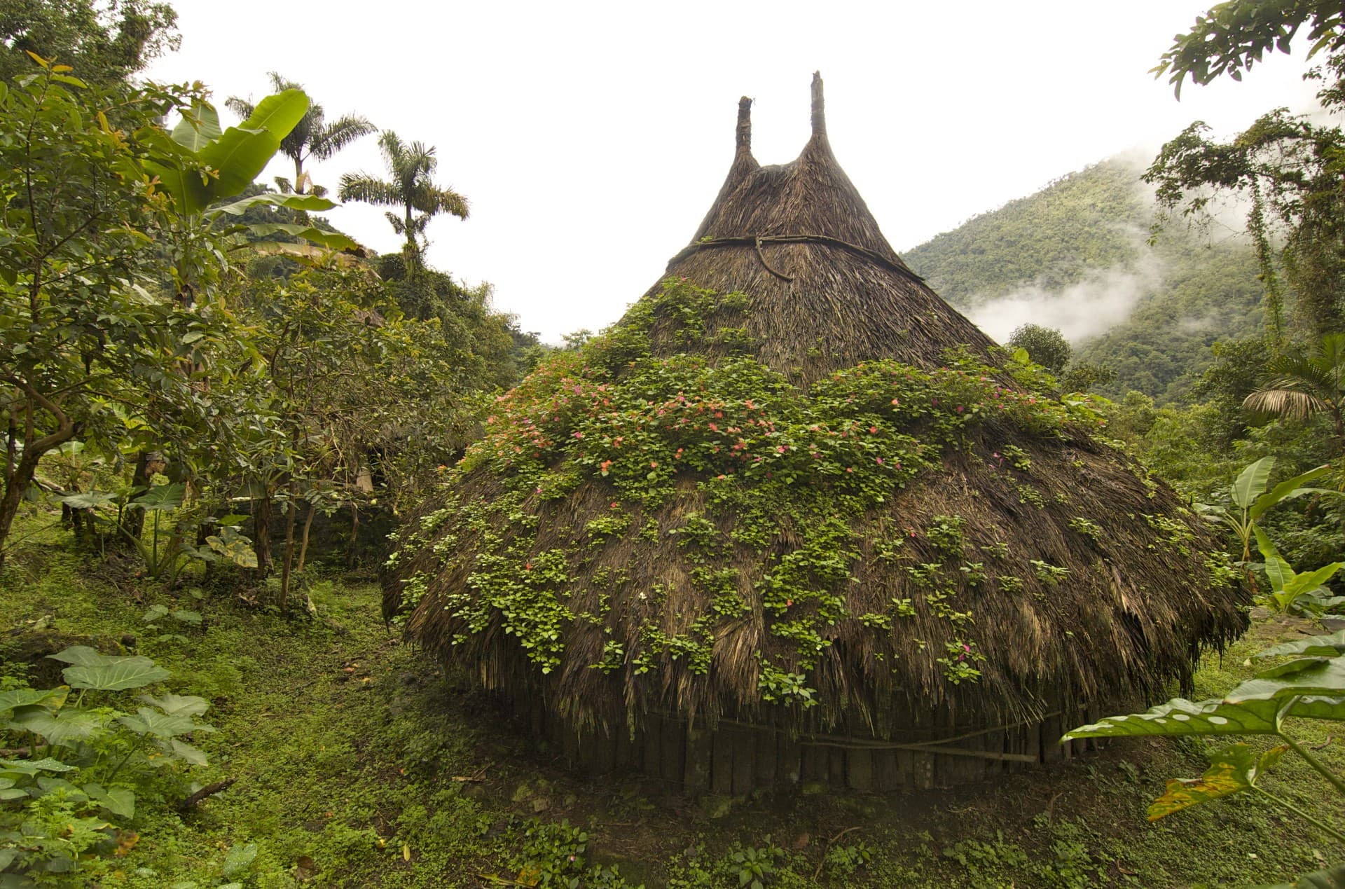 Machete Pelao - Santa Marta