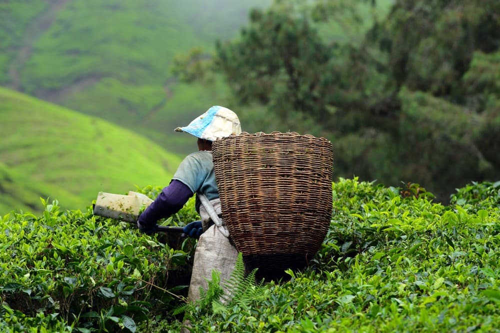 Cameron Highlands