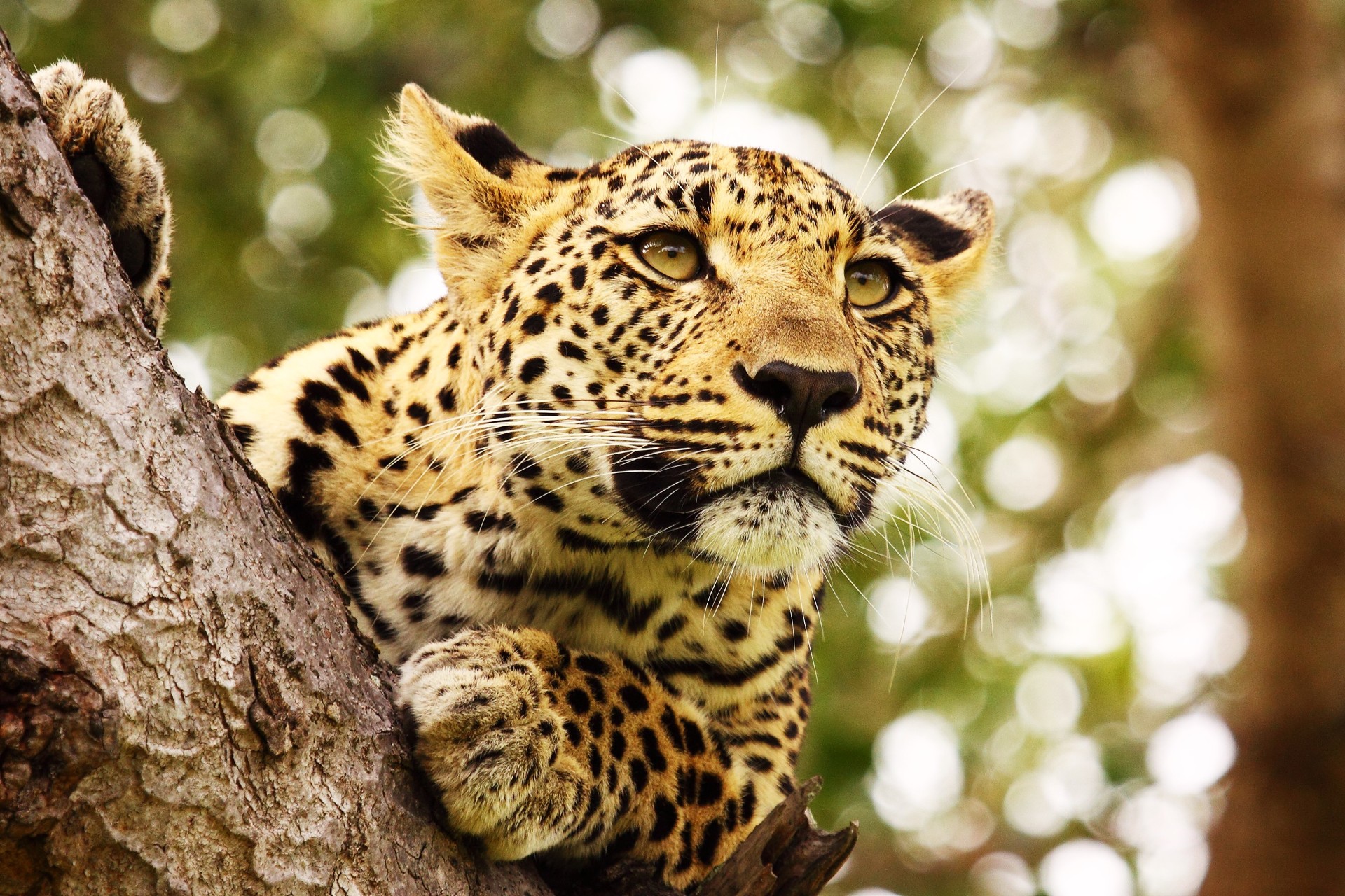 Leopard in the Serengeti