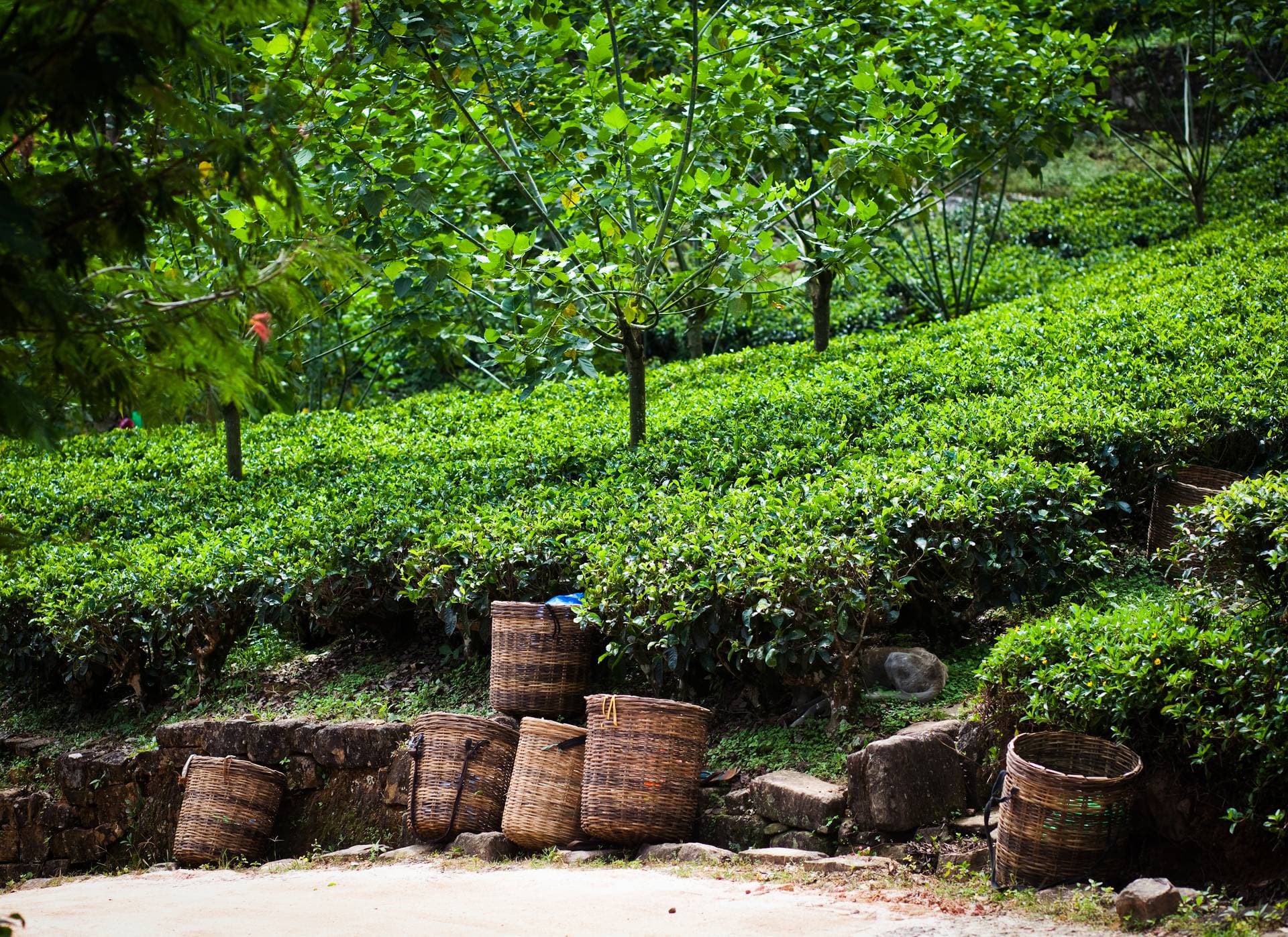 Step back in time across tea estates & historic forts