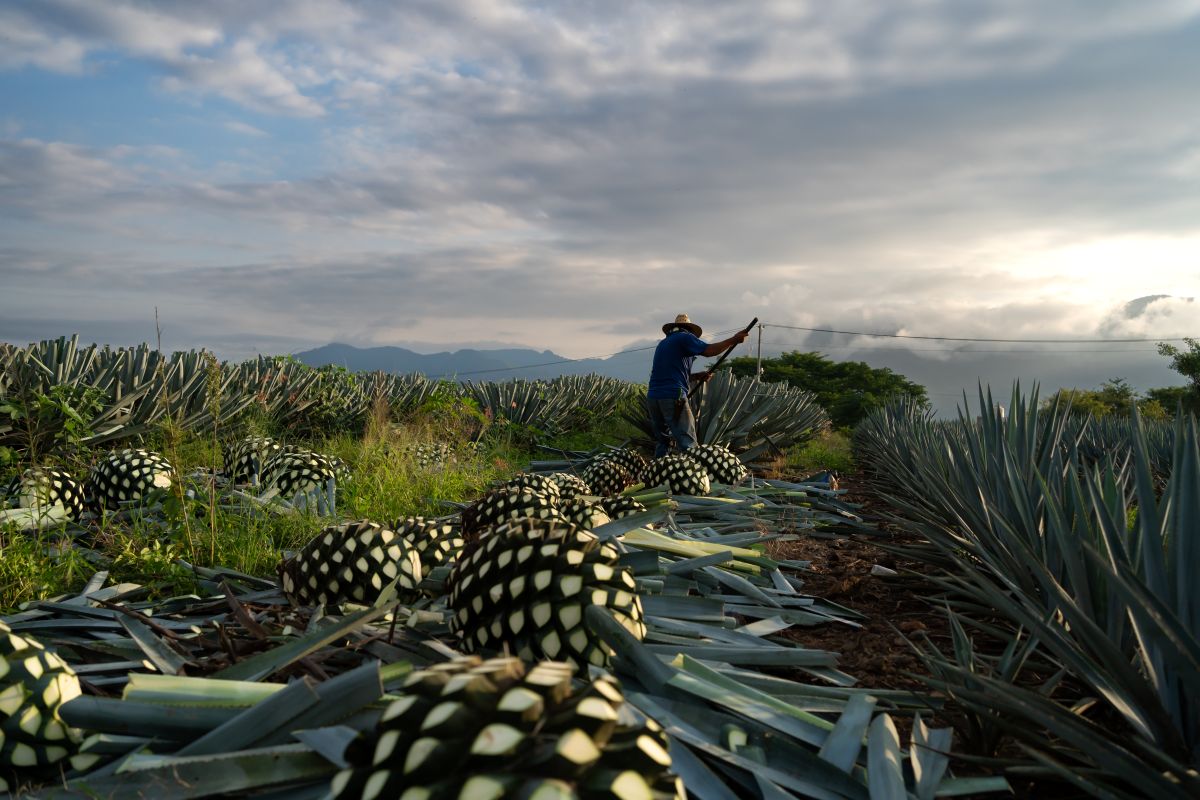 A Mexican farmer cutting agave, used in the production of tequila