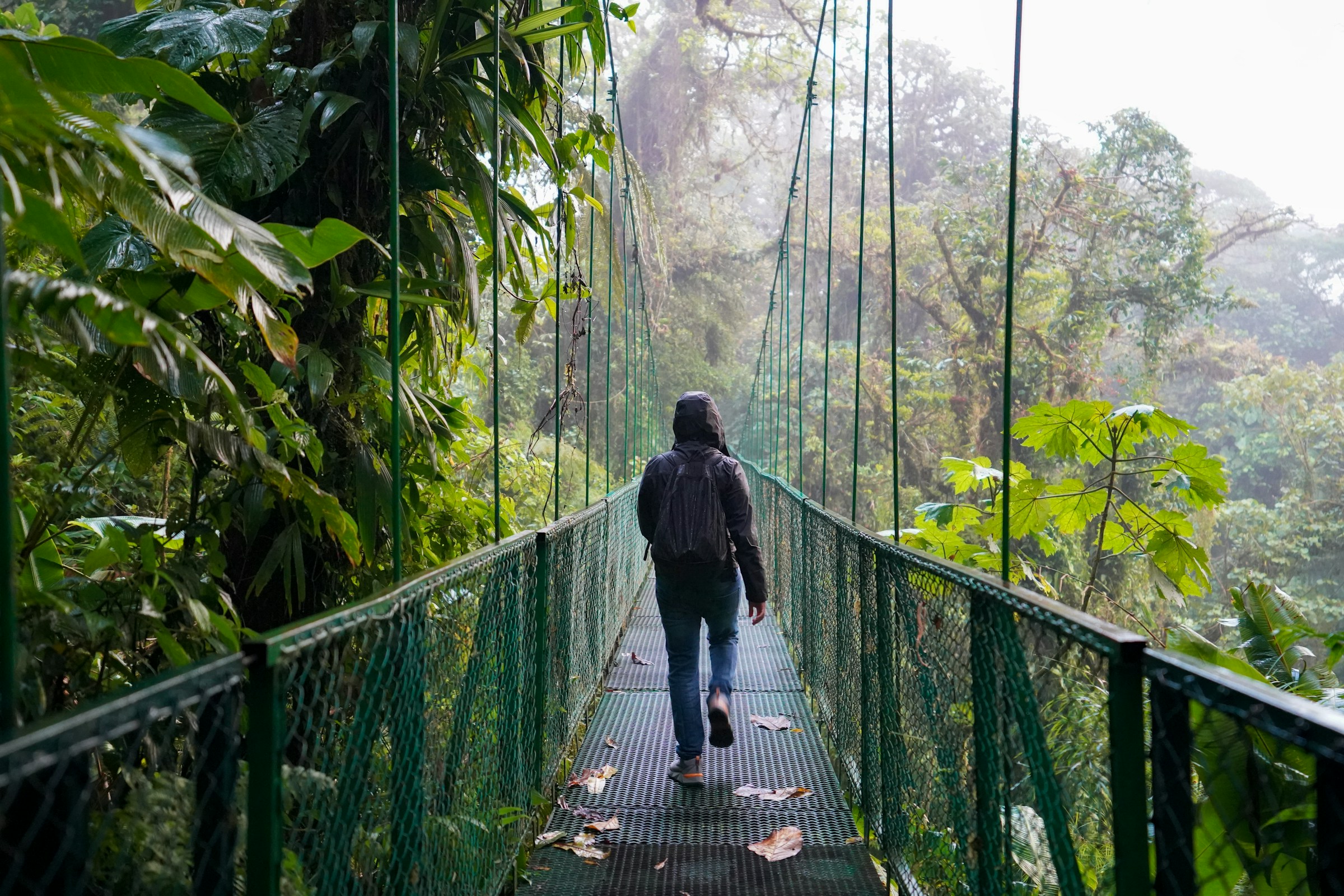 A man walking across a bridge in a cloud forest in Costa Rica