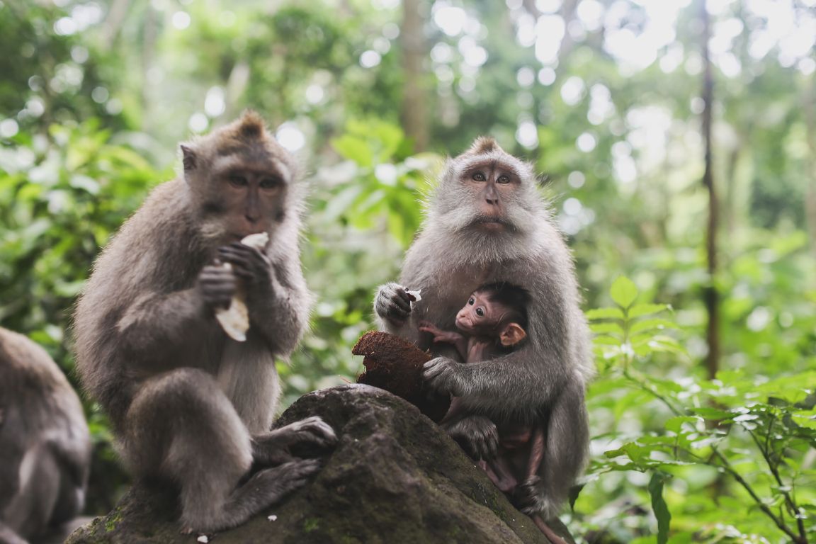 Howler monkeys in Nicaragua