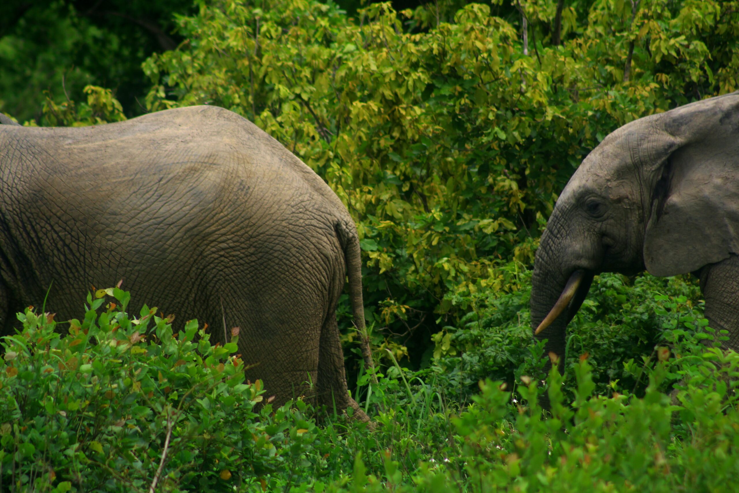 Elephants in Ghana