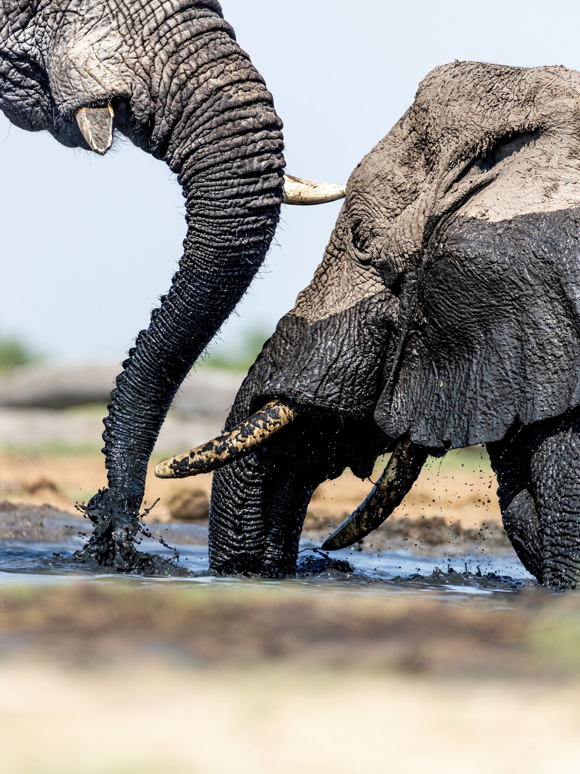 Elephants in Savuti, Botswana