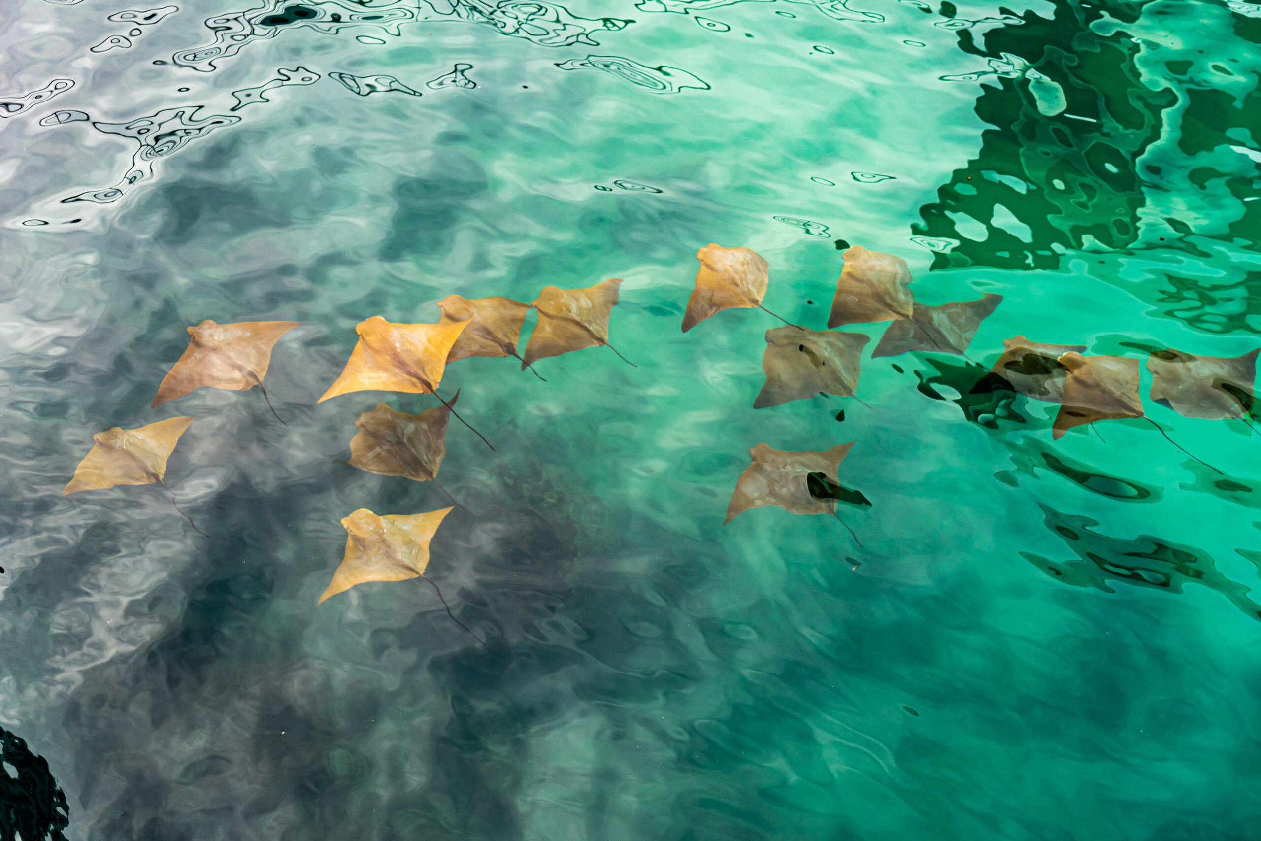 A group of golden rays in the water