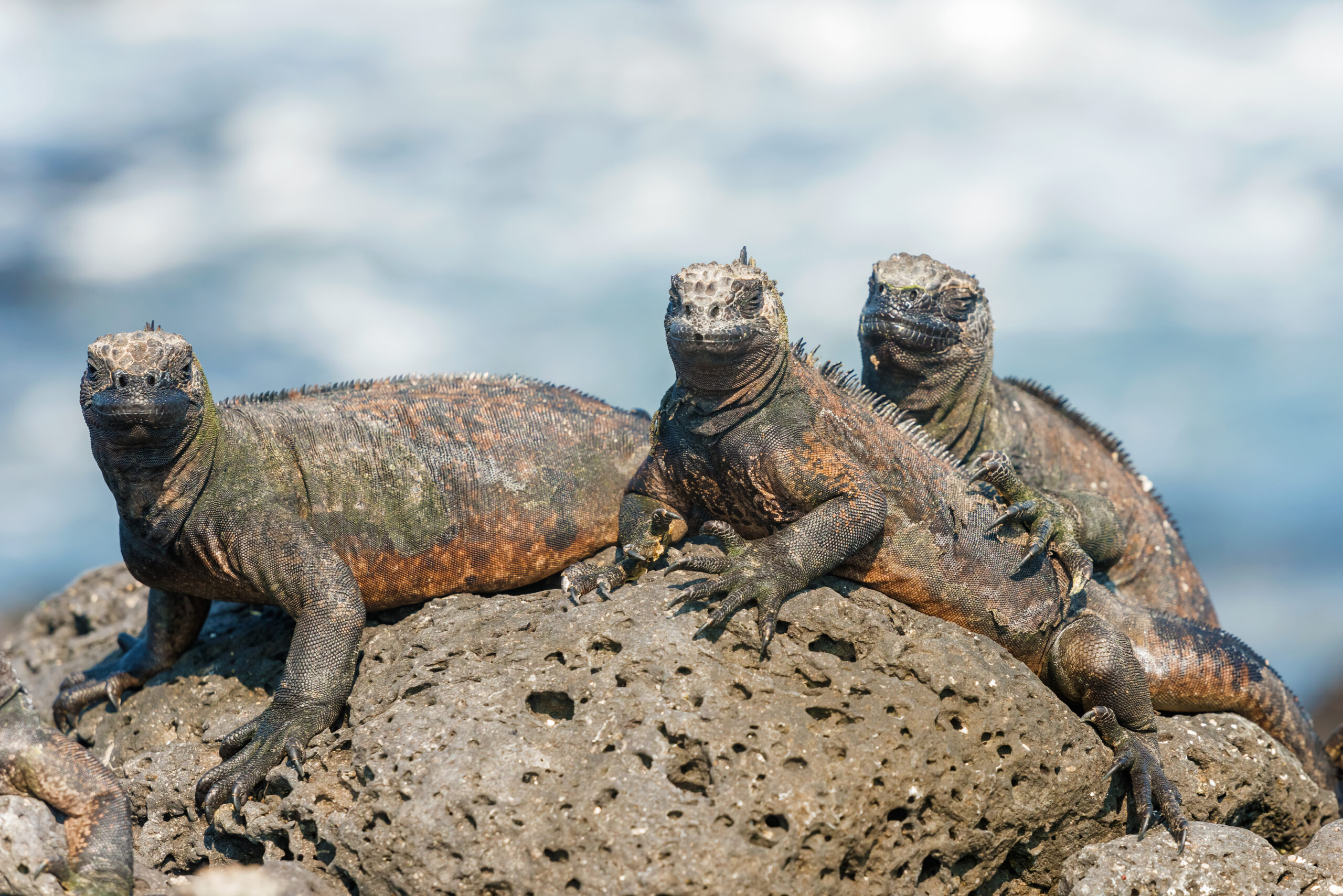 Visit Ecuador and Galapagos