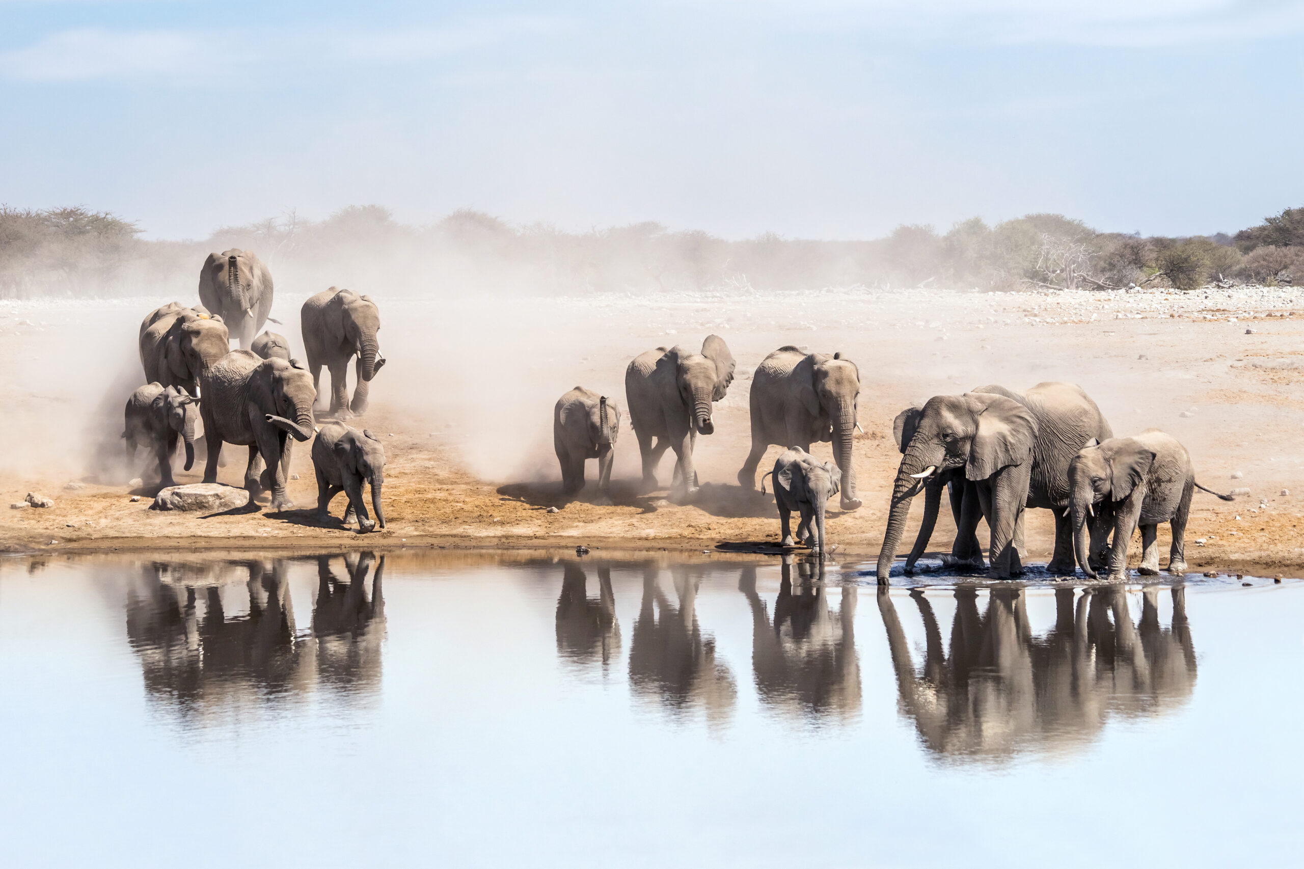 Elefanten in Namibia