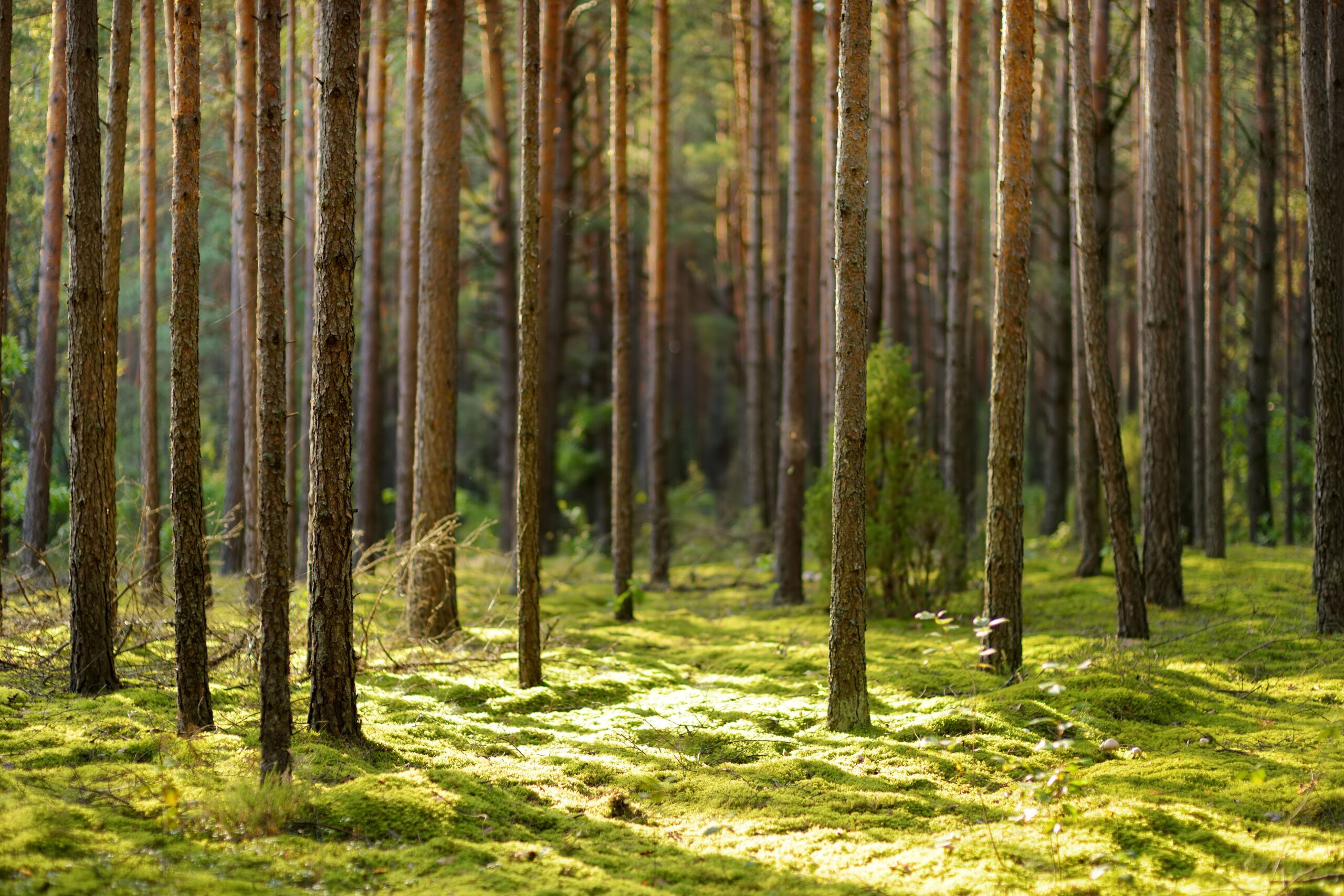 Tranquil Lithuanian forest scene bathed in light