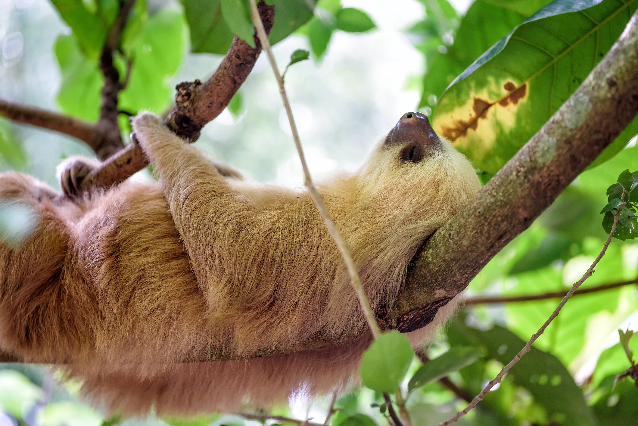 Sloth relaxing on a tree in Costa Rica