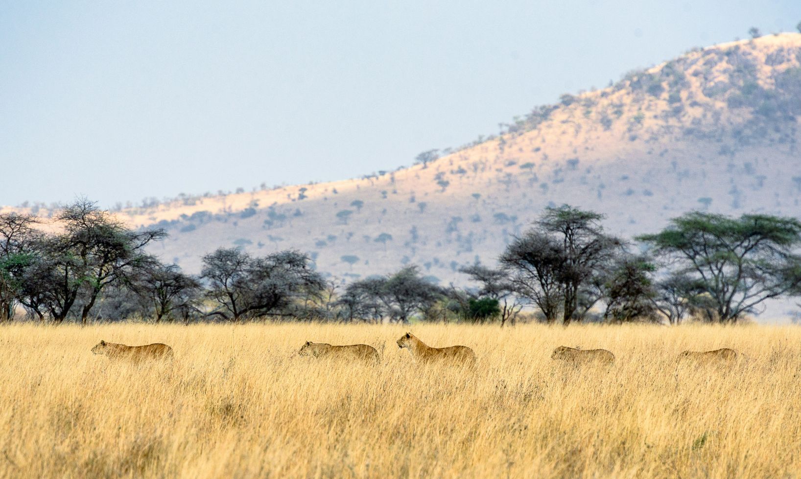 Lions in the Serengeti, Tanzania