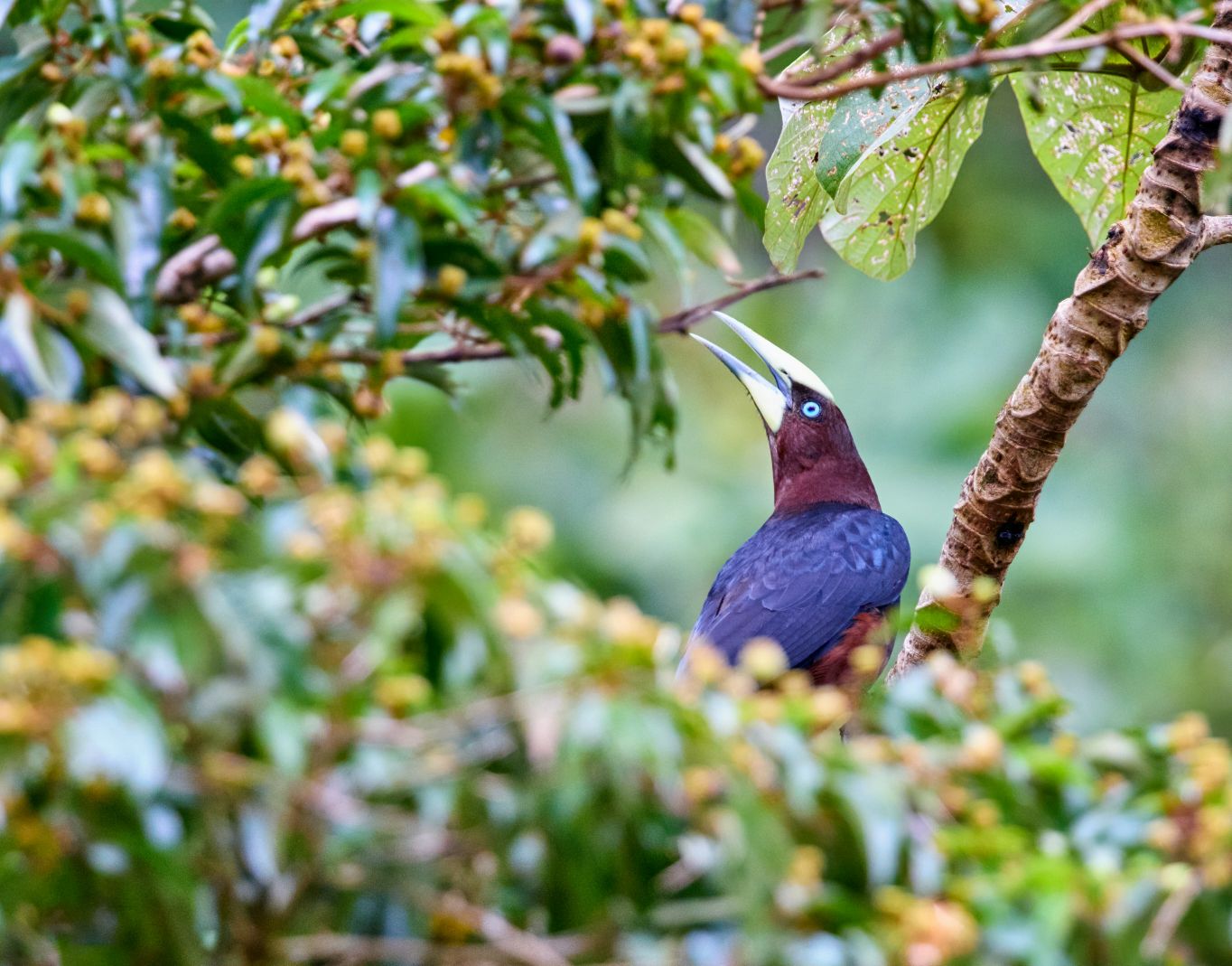 Bird in rainforest of Panama