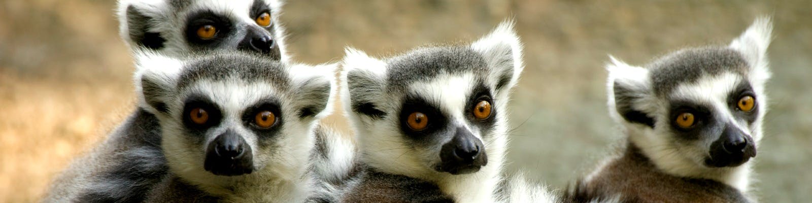 Lemuren auf Madagaskar Reisen