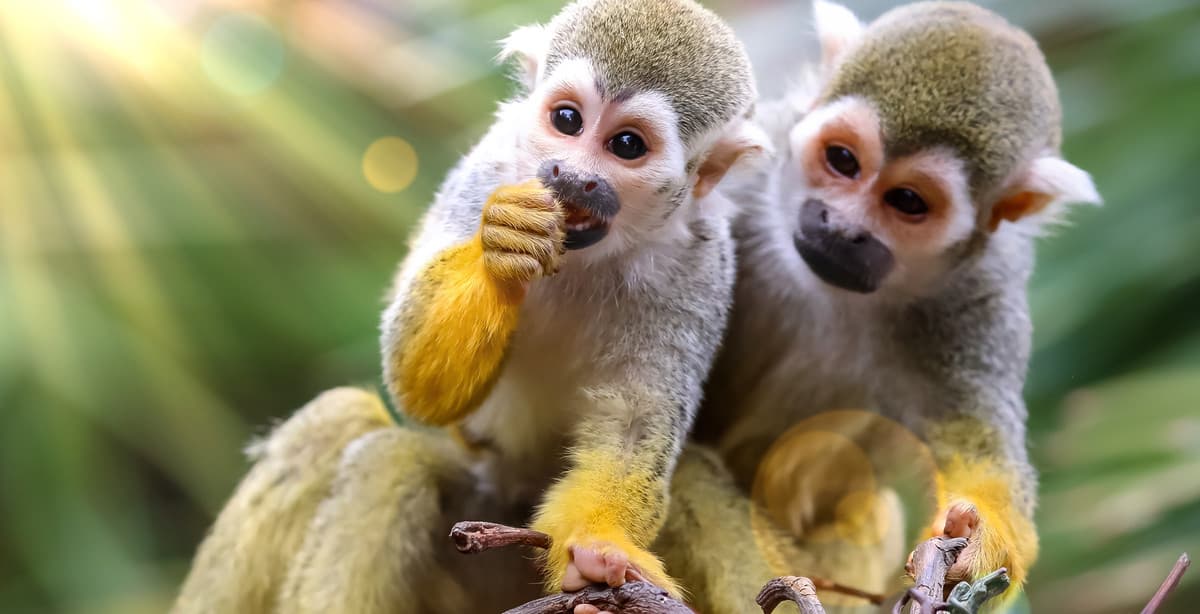 Die drei Welten Ecuadors mit den kulturellen Highlights Perus