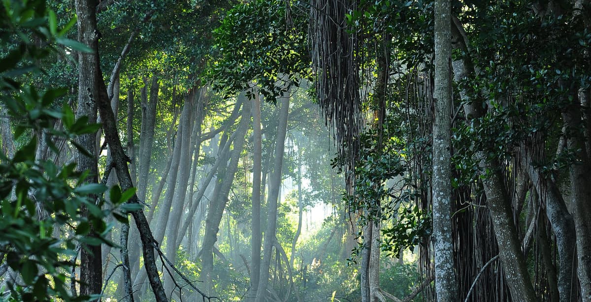 Amazing 10-day Jungle and Beach Adventure