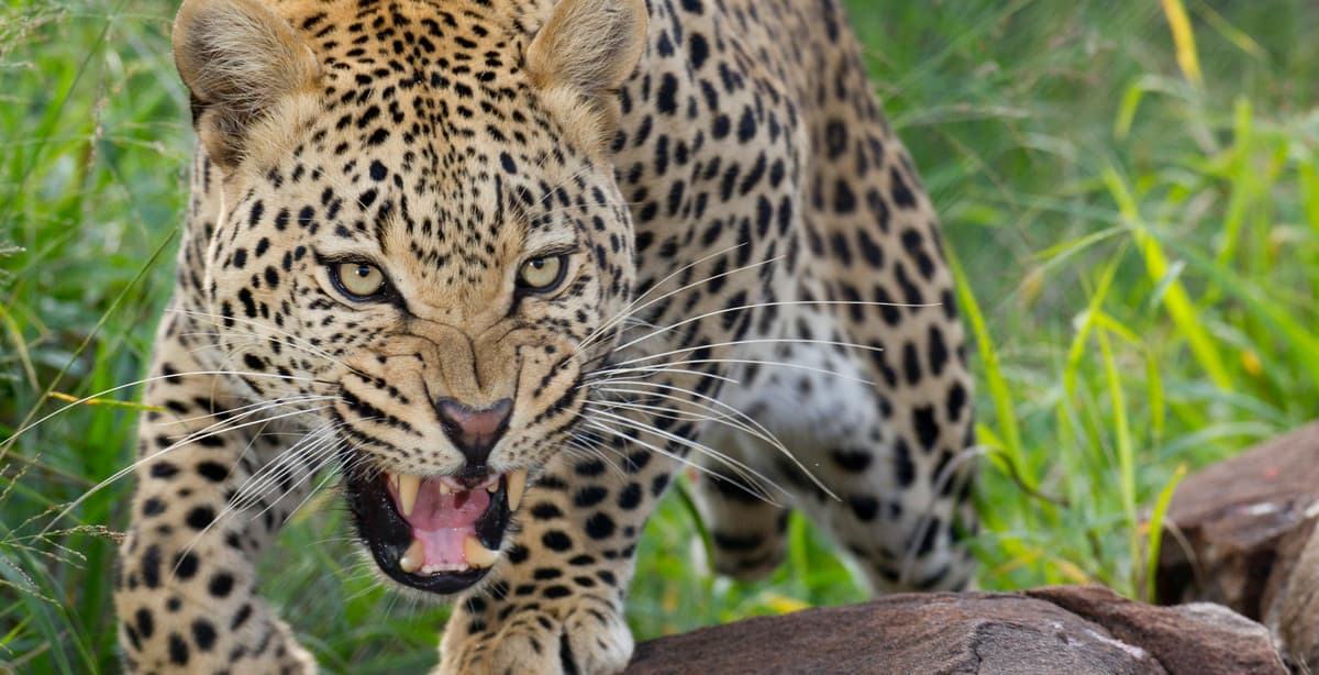 South Africa, Zimbabwe & Botswana discovery