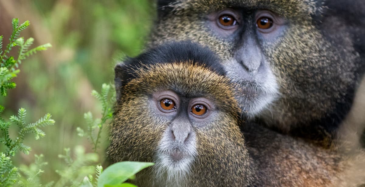 Community, wildlife & conservation 8-day Rwanda adventure