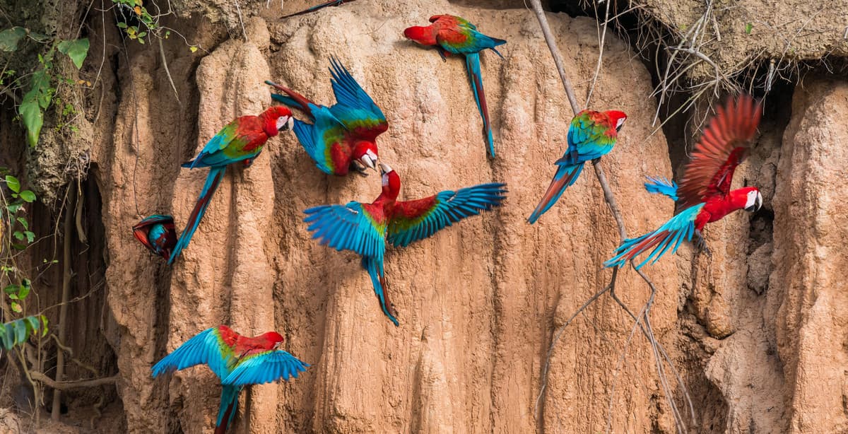 7-days in Peru - Machu Picchu and Tambopata