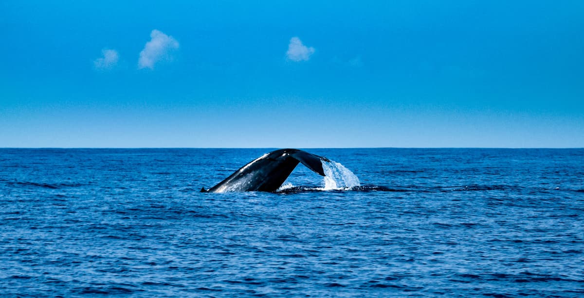 Wild Encounters Sri Lanka & The Maldives