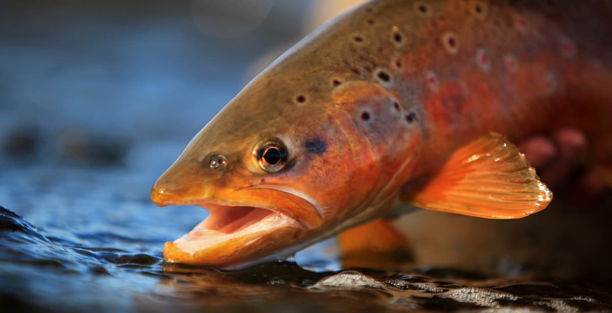 10 Day Fly Fishing in Patagonia